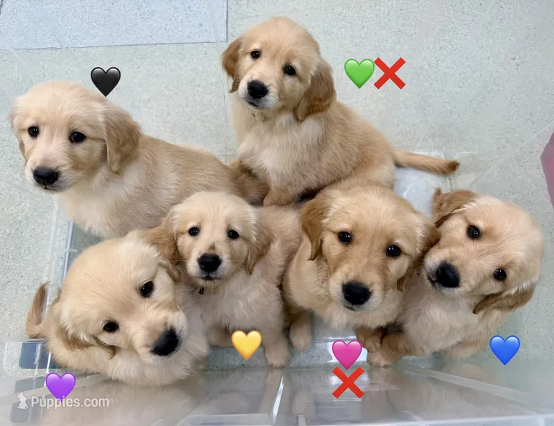 Yellow – Golden Retriever puppy for sale in Rocky Mount, VA