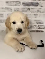 Black, a male Golden Retriever for sale in Rocky Mount, VA – 2 of 5
