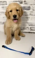 Blue, a male Golden Retriever for sale in Rocky Mount, VA – 2 of 4