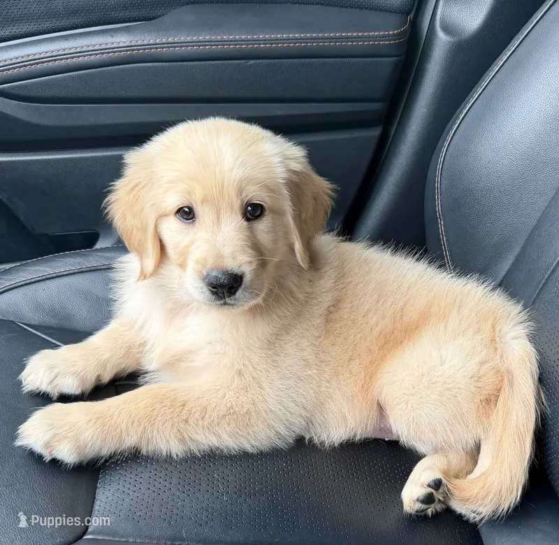 Purple – Golden Retriever puppy for sale in Rocky Mount, VA