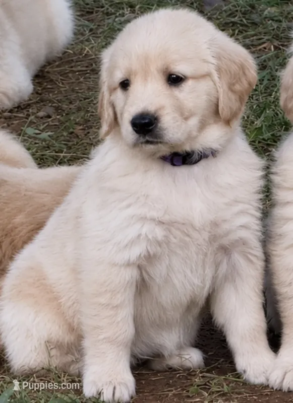 Purple – Golden Retriever puppy for sale in Rocky Mount, VA