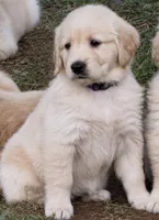 Purple, a female Golden Retriever for sale in Rocky Mount, VA – 1 of 5