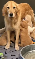Blue, a male Golden Retriever for sale in Rocky Mount, VA – 3 of 4
