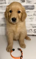 Orange, a female Golden Retriever for sale in Rocky Mount, VA – 2 of 5