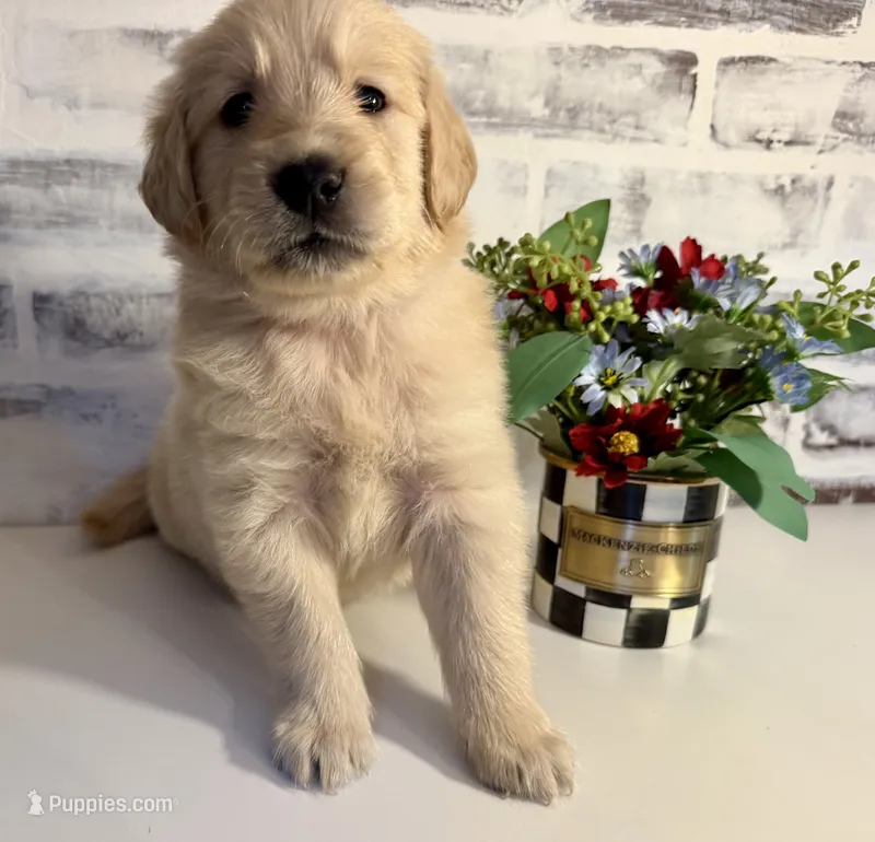 Red – Golden Retriever puppy for sale in Rocky Mount, VA