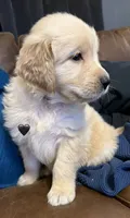 Black, a male Golden Retriever for sale in Rocky Mount, VA – 3 of 6