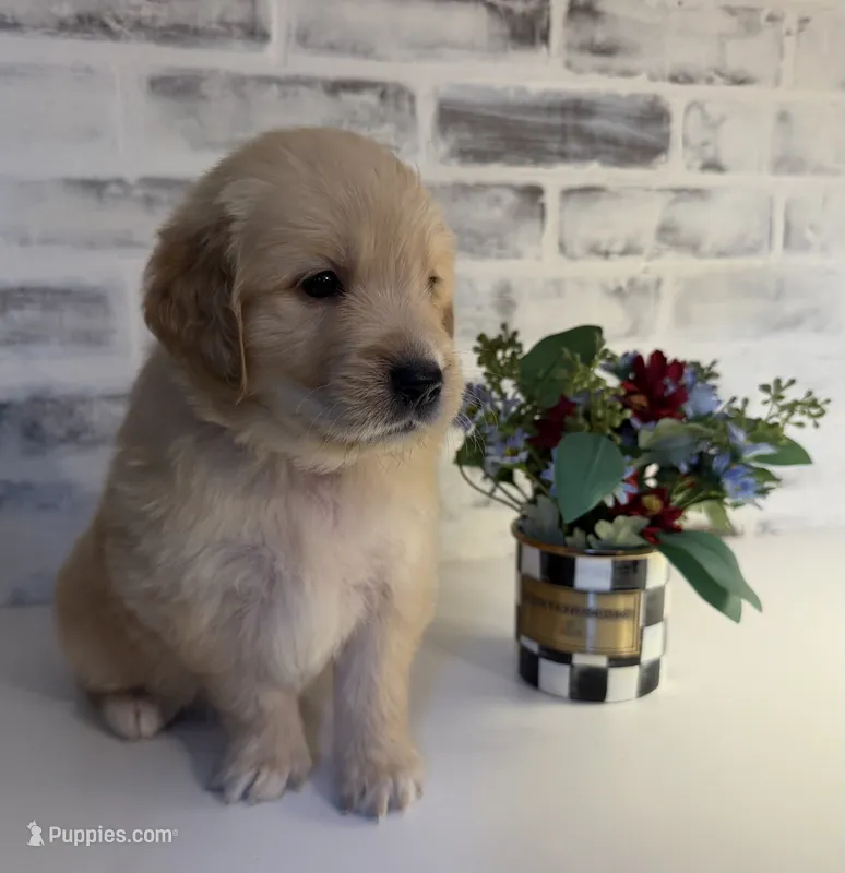 Black  – Golden Retriever puppy for sale in Rocky Mount, VA