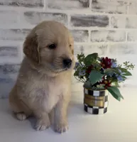 Black , a male Golden Retriever for sale in Rocky Mount, VA – 1 of 4