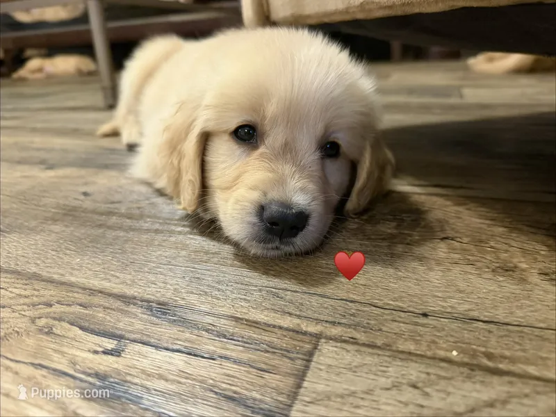 Red – Golden Retriever puppy for sale in Rocky Mount, VA