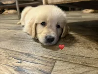 Red, a female Golden Retriever for sale in Rocky Mount, VA – 1 of 2