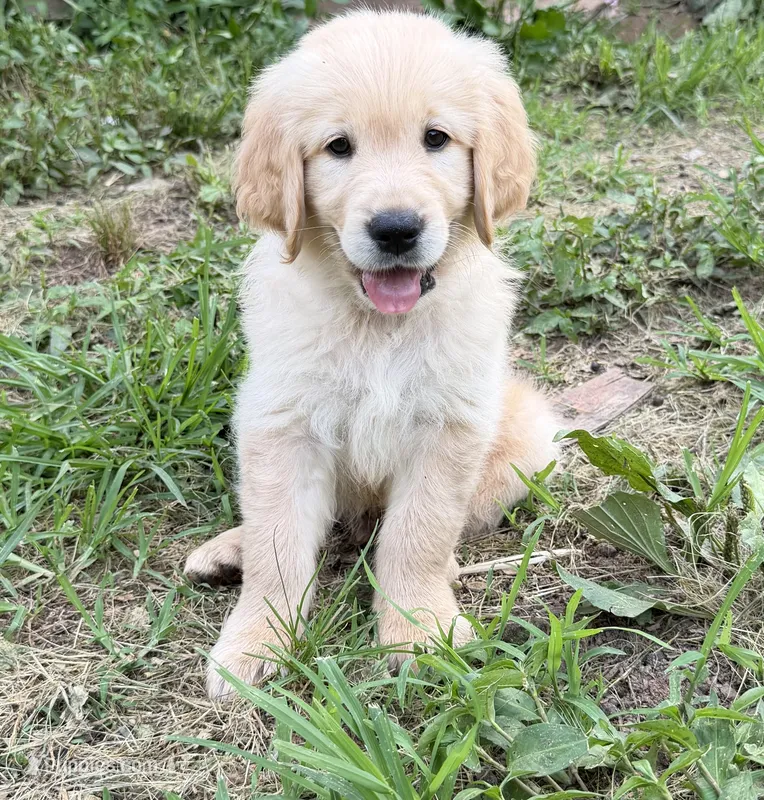 Black – Golden Retriever puppy for sale in Rocky Mount, VA