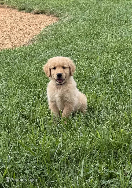 Blue – Golden Retriever puppy for sale in Rocky Mount, VA