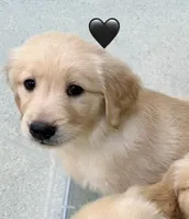Black, a male Golden Retriever for sale in Rocky Mount, VA – 2 of 6