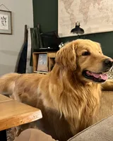 Orange, a female Golden Retriever for sale in Rocky Mount, VA – 5 of 5
