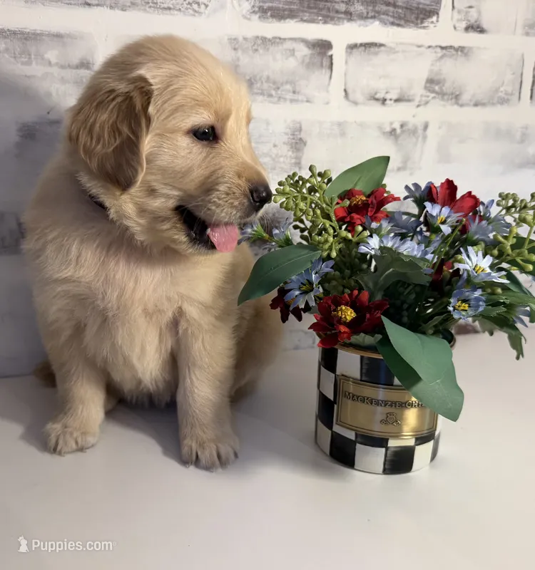 Purple – Golden Retriever puppy for sale in Rocky Mount, VA