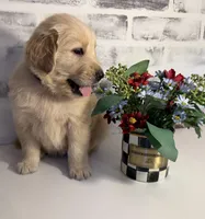 Purple, a female Golden Retriever for sale in Rocky Mount, VA – 1 of 6