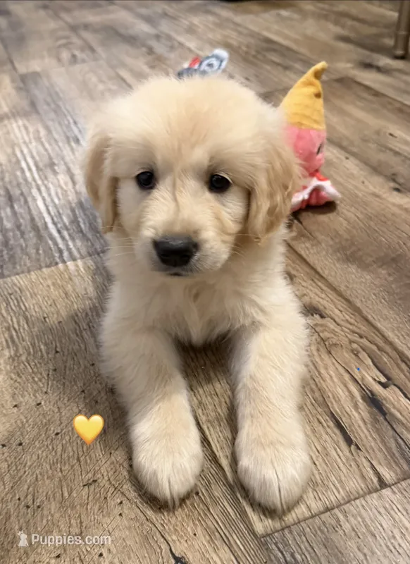 Yellow – Golden Retriever puppy for sale in Rocky Mount, VA