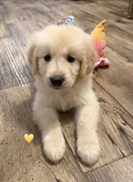 Yellow, a female Golden Retriever for sale in Rocky Mount, VA – 1 of 1