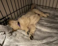 Purple, a female Golden Retriever for sale in Rocky Mount, VA – 3 of 6