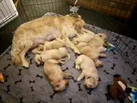 Yellow, a female Golden Retriever for sale in Rocky Mount, VA – 3 of 4