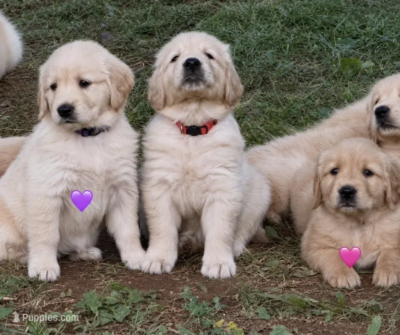 Pink – Golden Retriever puppy for sale in Rocky Mount, VA