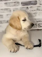 Black, a male Golden Retriever for sale in Rocky Mount, VA – 3 of 5