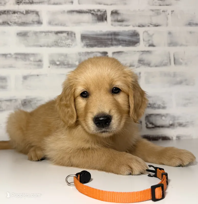 Orange – Golden Retriever puppy for sale in Rocky Mount, VA