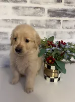 Yellow, a female Golden Retriever for sale in Rocky Mount, VA – 1 of 4