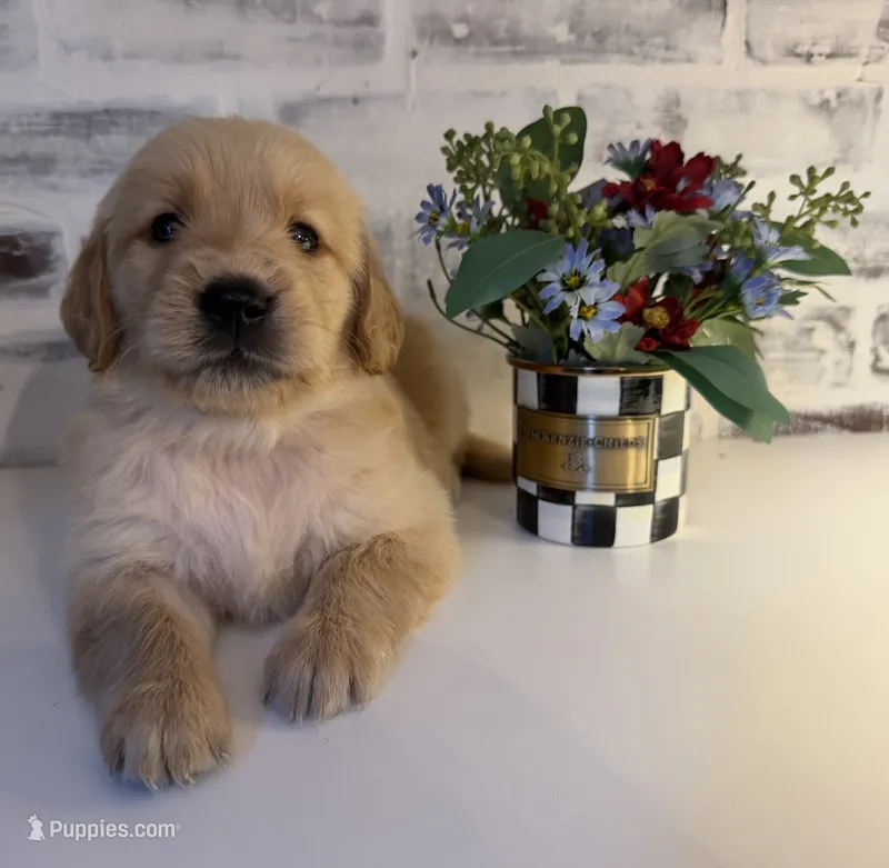 Blue – Golden Retriever puppy for sale in Rocky Mount, VA