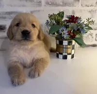 Blue, a male Golden Retriever for sale in Rocky Mount, VA – 1 of 4