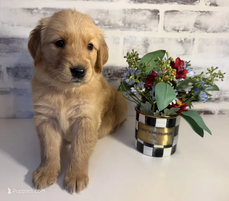 Pink – Golden Retriever puppy for sale in Rocky Mount, VA