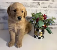 Pink, a female Golden Retriever for sale in Rocky Mount, VA – 1 of 4
