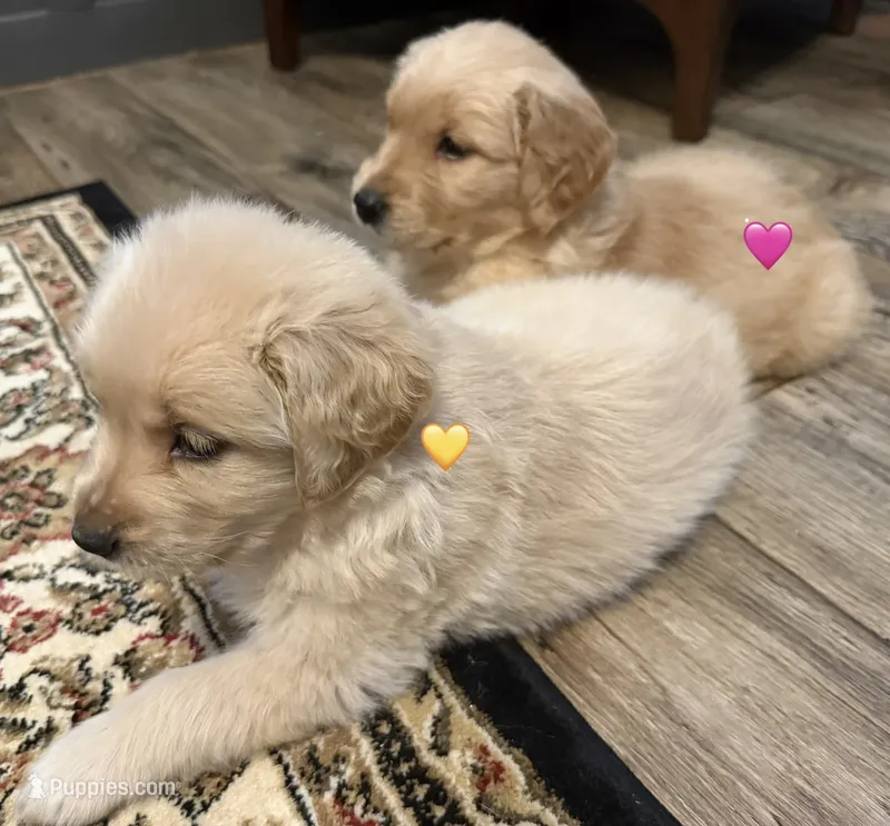 Yellow – Golden Retriever puppy for sale in Rocky Mount, VA