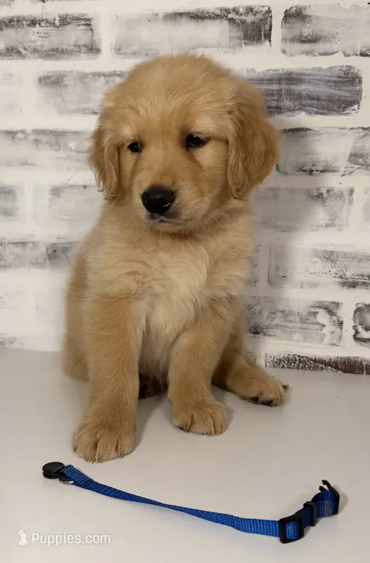 Blue – Golden Retriever puppy for sale in Rocky Mount, VA