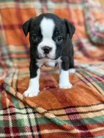 Jessie, a female Boston Terrier for sale in Hugo, OK – 2 of 2