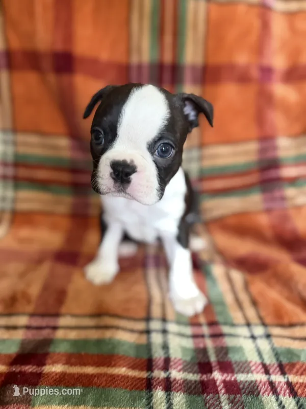 Woody – Boston Terrier puppy for sale in Hugo, OK