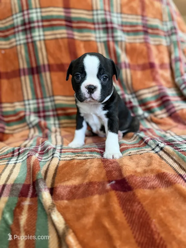 Jessie – Boston Terrier puppy for sale in Hugo, OK