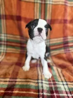 Woody, a male Boston Terrier for sale in Hugo, OK – 2 of 2