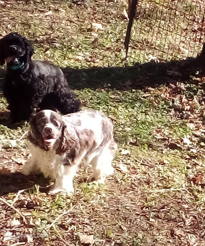 Emmett – Cocker Spaniel puppy for sale in Binghamton, NY