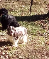 Emmett, a male Cocker Spaniel for sale in Binghamton, NY – 1 of 5
