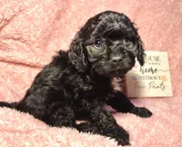 processed/d245c37c-5836-4d66-b2b0-48413b070040/listing/02d3d305-0f3f-4ed8-959f-243500d91b7f/c1bbb33b-5959-4ea7-9fdd-302b265b5691