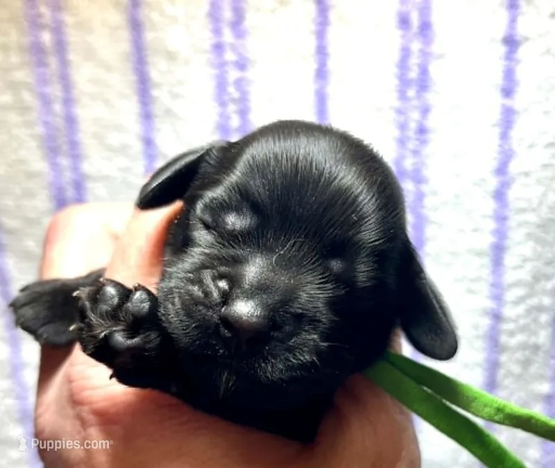 Chartreuse  – Cocker Spaniel puppy for sale in Binghamton, NY