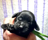 Chartreuse , a female Cocker Spaniel for sale in Binghamton, NY – 3 of 5