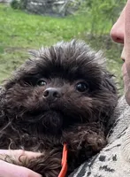 Wren, a female Cockapoo for sale in Binghamton, NY – 4 of 5
