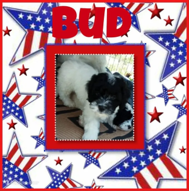 Buddy – Cockapoo puppy for sale in Binghamton, NY