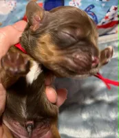 Scarlett, a female Cocker Spaniel for sale in Binghamton, NY – 2 of 4