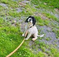 Allie, a female Cockapoo for sale in Binghamton, NY – 6 of 6