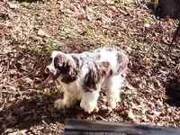 Emmett, a male Cocker Spaniel for sale in Binghamton, NY – 3 of 5
