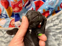 Chartreuse , a female Cocker Spaniel for sale in Binghamton, NY – 2 of 5