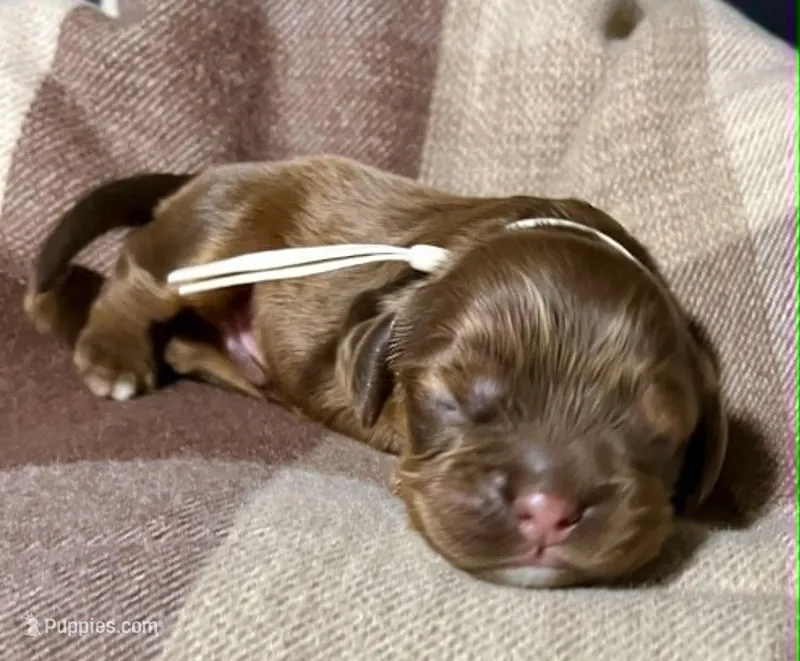Tanner – Cocker Spaniel puppy for sale in Binghamton, NY